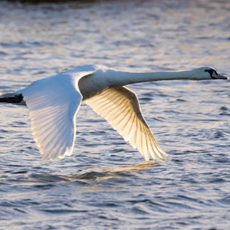 Holybro H-RTK F9P Rover Lite | H-RTK F9P Helical | H-RTK F9P Base For GNSS GLONASS Galileo BeiDou for Pixhawk Flight Controller
Holybro H-RTK F9P Rover Lite | H-RTK F9P Helical | H-RTK F9P Base For GNSS GLONASS Galileo BeiDou for Pixhawk Flight Controller