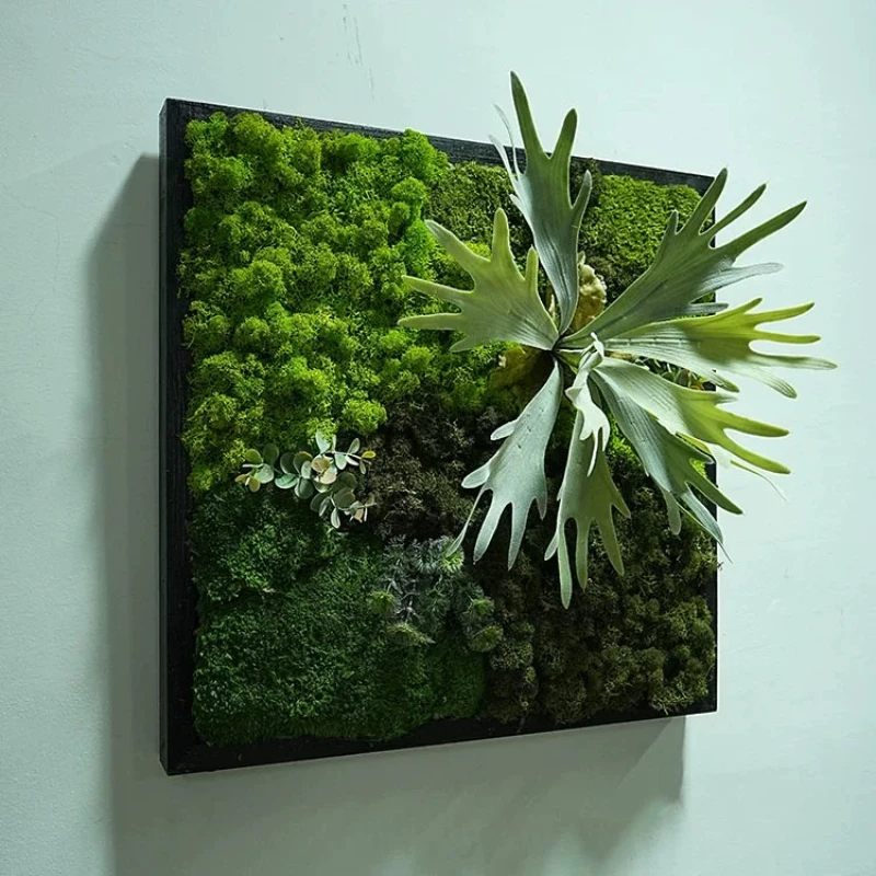 Immortal bryophytes, wall-mounted indoor wall soft white hair moss samples
Immortal bryophytes, wall-mounted indoor wall soft white hair moss samples