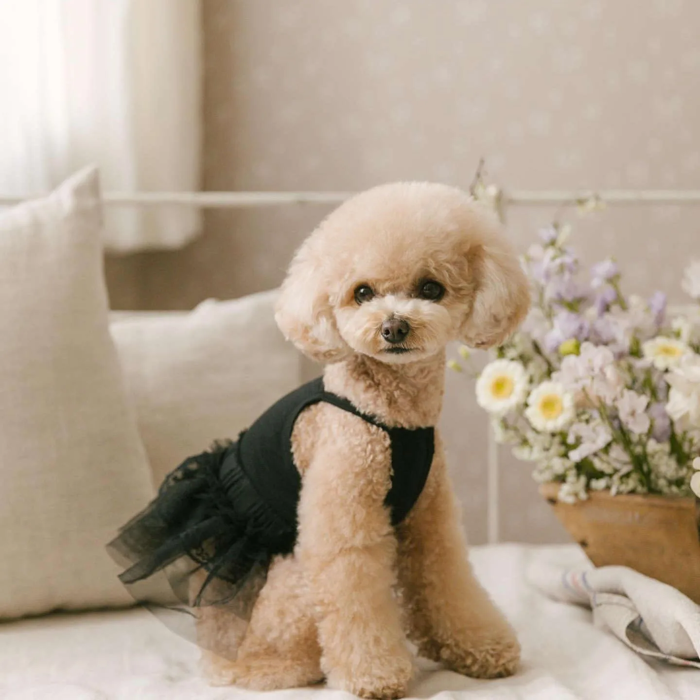 Pet Summer Halter Dresses Solid Color Dog Clothes Bichon Frise Sweet Dress Teddy Thin Pullover Female Dog Gift
Pet Summer Halter Dresses Solid Color Dog Clothes Bichon Frise Sweet Dress Teddy Thin Pullover Female Dog Gift