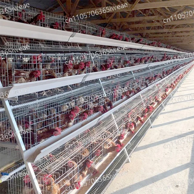 96/160 poultry cage system 3/4 layer
96/160 poultry cage system 3/4 layer