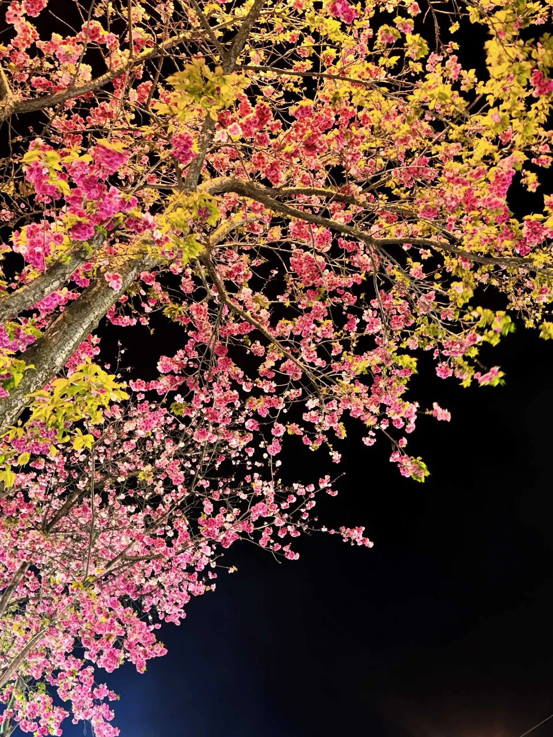 Car camera protective cover lens cover For Jaguar XE XF XJ XK XFR XJS F-Type E-Pace I-Pace S-Type E-type
Car camera protective cover lens cover For Jaguar XE XF XJ XK XFR XJS F-Type E-Pace I-Pace S-Type E-type