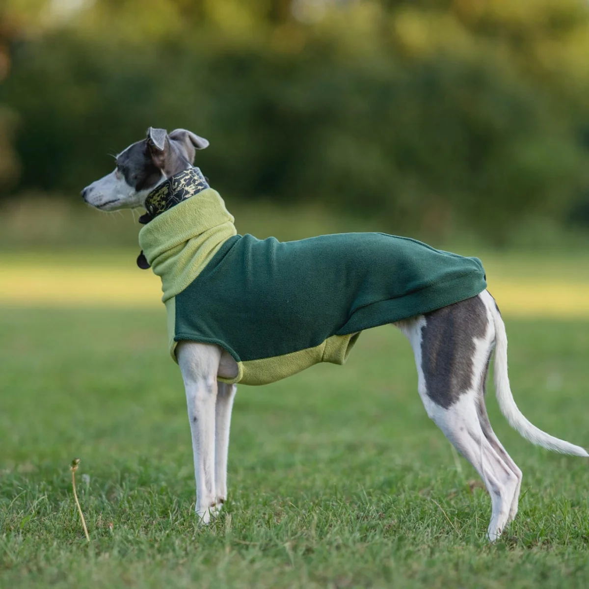 Green Fleece Turtleneck Sweatshirt for Greyhounds Autumn Thick Warm Coat for Whippet Winter Soft Purple Vest for Mid Large Dogs
Green Fleece Turtleneck Sweatshirt for Greyhounds Autumn Thick Warm Coat for Whippet Winter Soft Purple Vest for Mid Large Dogs
