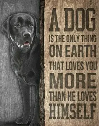 Dog The Only Thing on Labrador Retriever Music Vintage Novelty Funny Home Bathroom Bar Pub Cottage Farm Rustic Retro Tin Sign
Dog The Only Thing on Labrador Retriever Music Vintage Novelty Funny Home Bathroom Bar Pub Cottage Farm Rustic Retro Tin Sign