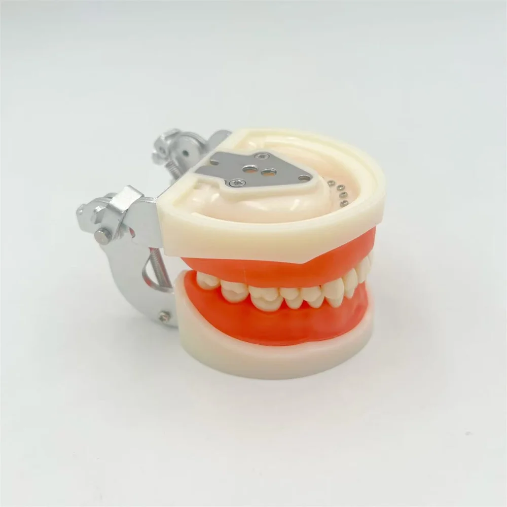 Dental Typodont Model with Removable Teeth & Screwdriver Soft Gingiva Detachable Teeth for Dentist Students Teach Practice Study
Dental Typodont Model with Removable Teeth & Screwdriver Soft Gingiva Detachable Teeth for Dentist Students Teach Practice Study