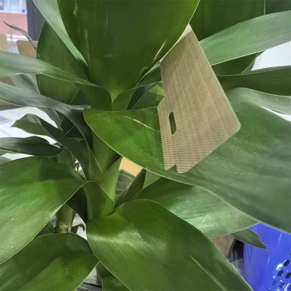 604K62200 604K94280 604K62210 Лист нагревательного ремня фьюзера для Xerox WorkCentre WC 7525 7530 7535 7545 7556 7830 7835 7845 7855
604K62200 604K94280 604K62210 Лист нагревательного ремня фьюзера для Xerox WorkCentre WC 7525 7530 7535 7545 7556 7830 7835 7845 7855