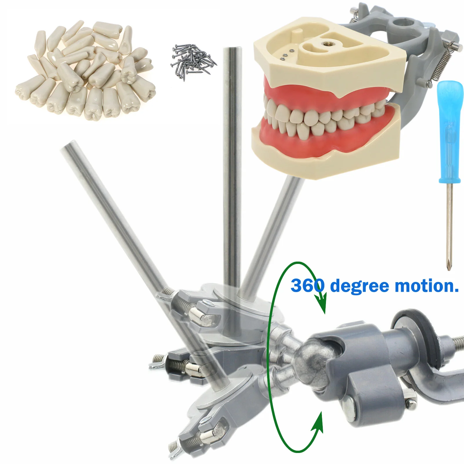 M8030 & Mounting Pole Dental Typodont Model with 32 Removable Teeth Mounting Pole Compatible with Columbia Dentoform 860 Type
M8030 & Mounting Pole Dental Typodont Model with 32 Removable Teeth Mounting Pole Compatible with Columbia Dentoform 860 Type