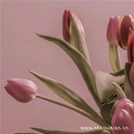 ARRMA1/7 LIMITLESS INFRACTION FELONY F1 Cross Boundary Firebird Front And Rear Metal Shock Absorbers
ARRMA1/7 LIMITLESS INFRACTION FELONY F1 Cross Boundary Firebird Front And Rear Metal Shock Absorbers