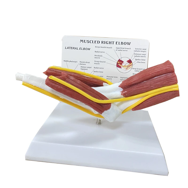 Человеческая приблизительная модель телескопического сустава 1: 1
Человеческая приблизительная модель телескопического сустава 1: 1