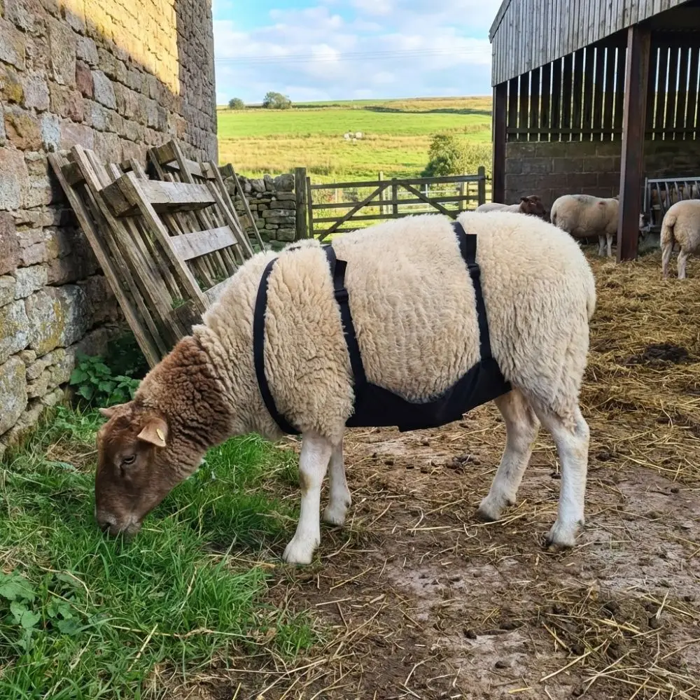 Adjustable Strap Livestock Anti Breeding Apron Wear Resistant Breathable Breeding Control Apron Animal Skirt Anti Mating Apron
Adjustable Strap Livestock Anti Breeding Apron Wear Resistant Breathable Breeding Control Apron Animal Skirt Anti Mating Apron
