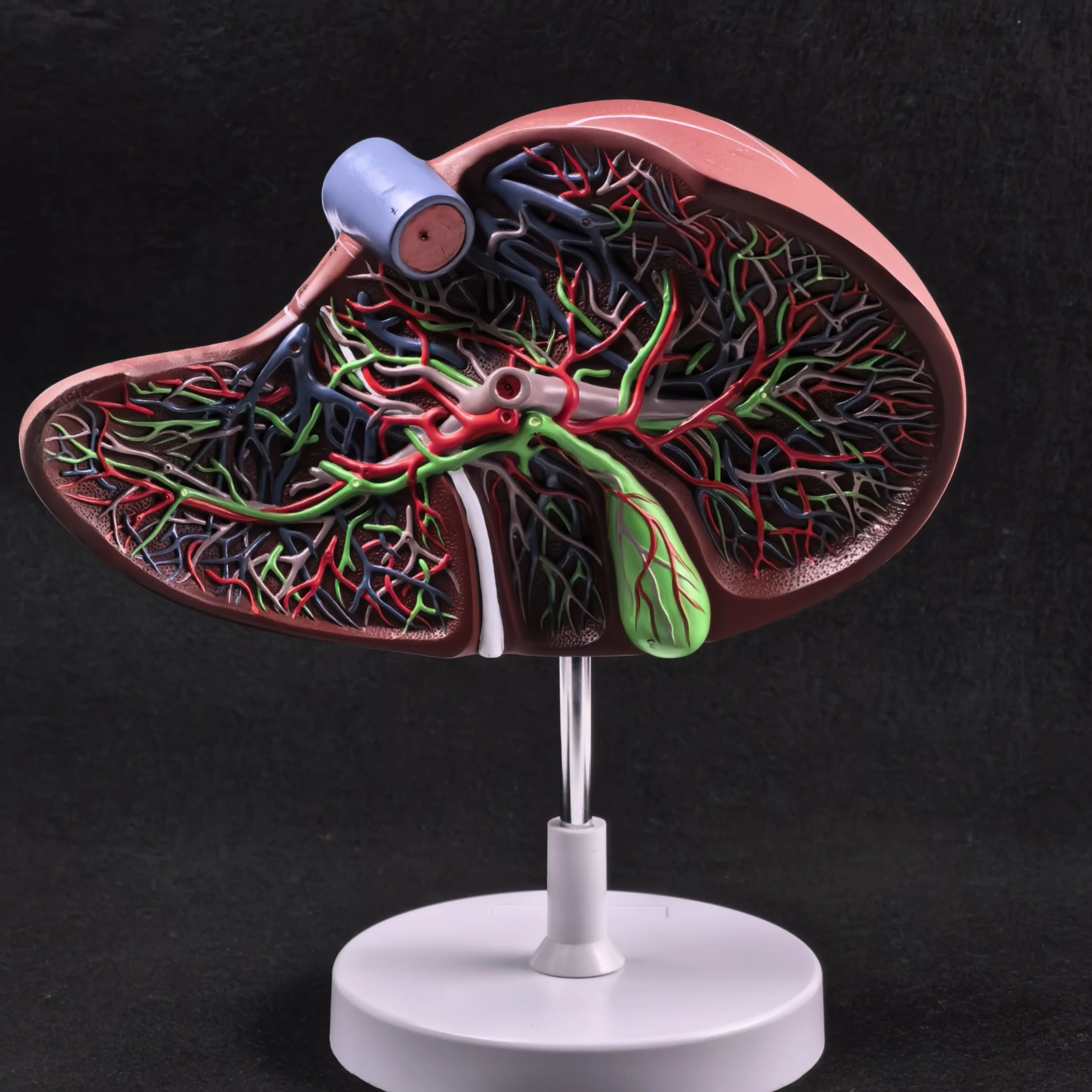 PVC Human Liver Medical Anatomy Model 1.5X Life Size With Vessel Simulation Display
PVC Human Liver Medical Anatomy Model 1.5X Life Size With Vessel Simulation Display