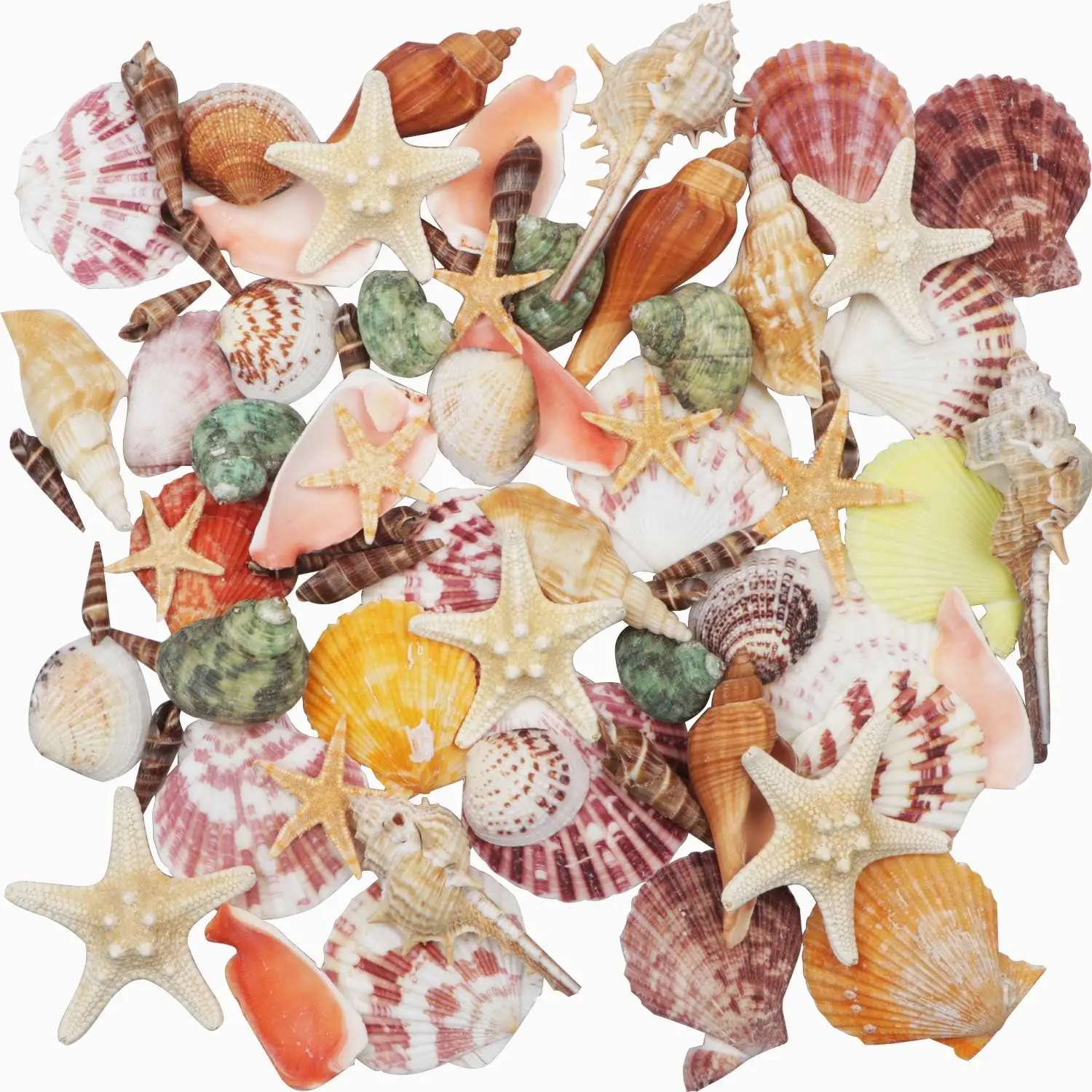 Natural Seashells Mix 9 Types 1.2-3.5 in + 2 Starfish for DIY Crafts, Vase Fillers, Beach Decor
Natural Seashells Mix 9 Types 1.2-3.5 in + 2 Starfish for DIY Crafts, Vase Fillers, Beach Decor