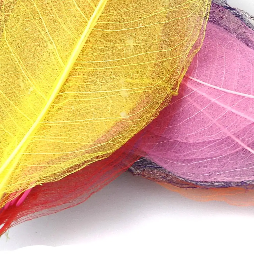 50x Mixed Natural SKELETON LEAVES SCRAPBOOK Craft Embellishment Bookmark DIY
50x Mixed Natural SKELETON LEAVES SCRAPBOOK Craft Embellishment Bookmark DIY