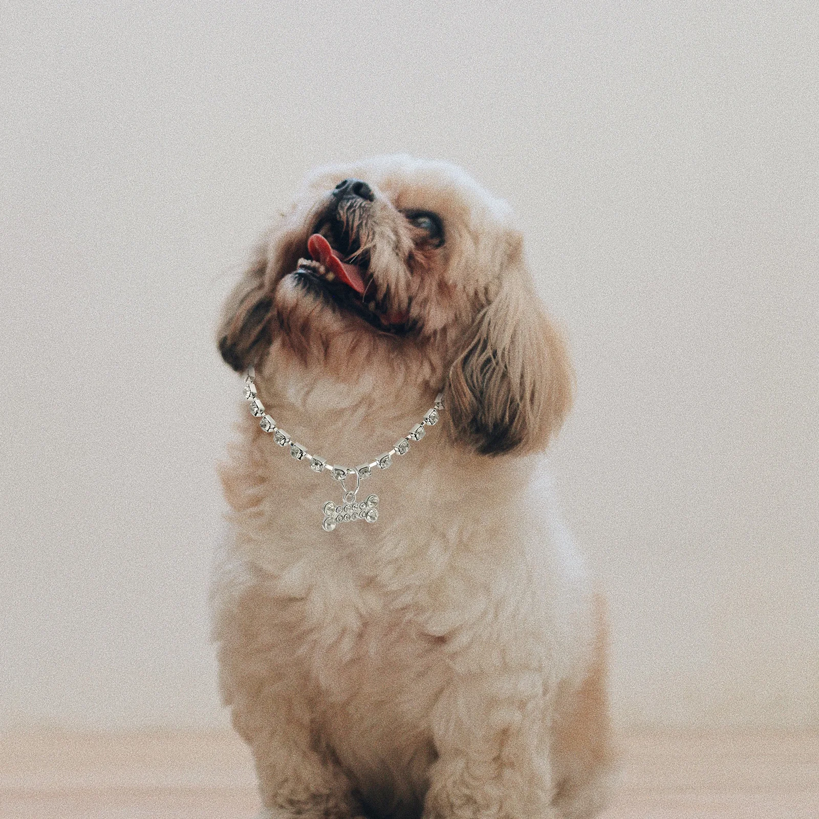 Bone Necklace Dog Collar Metal Rhinestone Adjustable Cat Necklace Puppy Collar Daily Wear Puppy Collars Pet Neck Jewelry
Bone Necklace Dog Collar Metal Rhinestone Adjustable Cat Necklace Puppy Collar Daily Wear Puppy Collars Pet Neck Jewelry