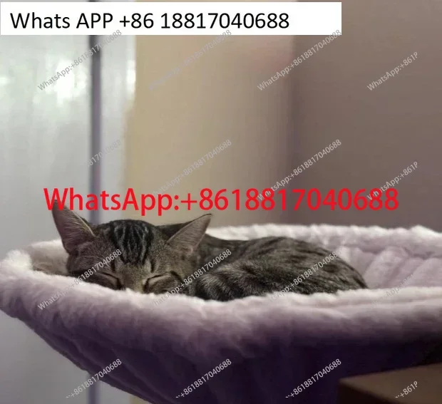 Cat bed desk hammock, adjustable ergonomic kitten bed,