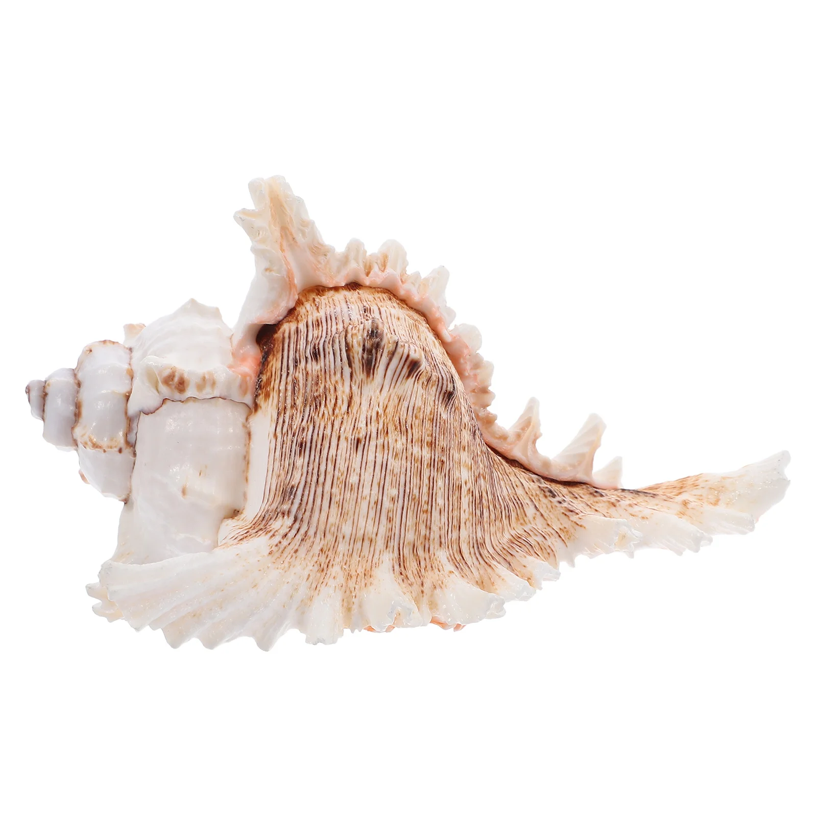 Craft Conch Shell Fish Tank Adornments Nautical-Themed Events Large Conch Shell Model Natural Conch Shell Decoration Dried Conch
Craft Conch Shell Fish Tank Adornments Nautical-Themed Events Large Conch Shell Model Natural Conch Shell Decoration Dried Conch
