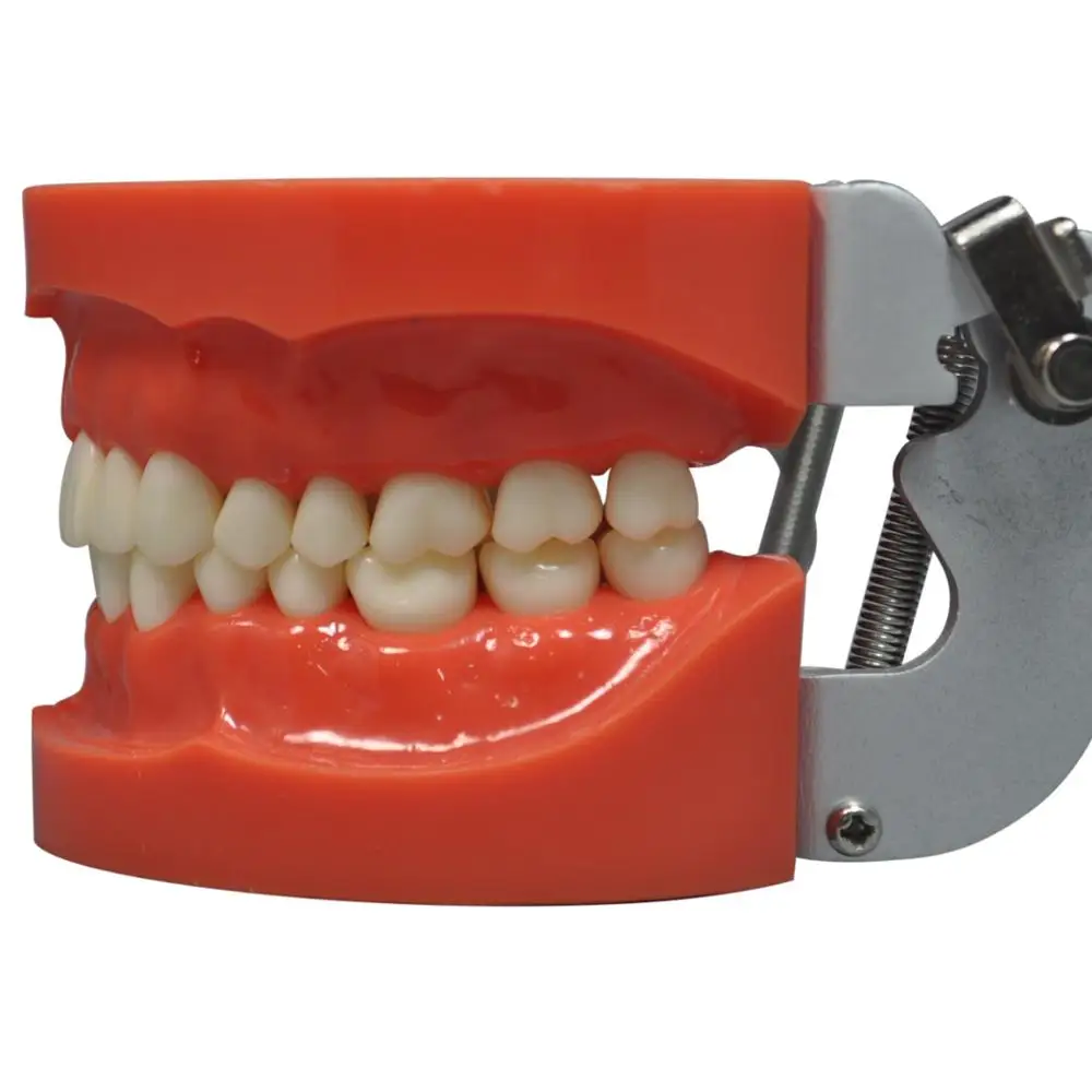 Standard nissin de ntal model with 32pcs screw in replaceable teeth for preparation practice
Standard nissin de ntal model with 32pcs screw in replaceable teeth for preparation practice