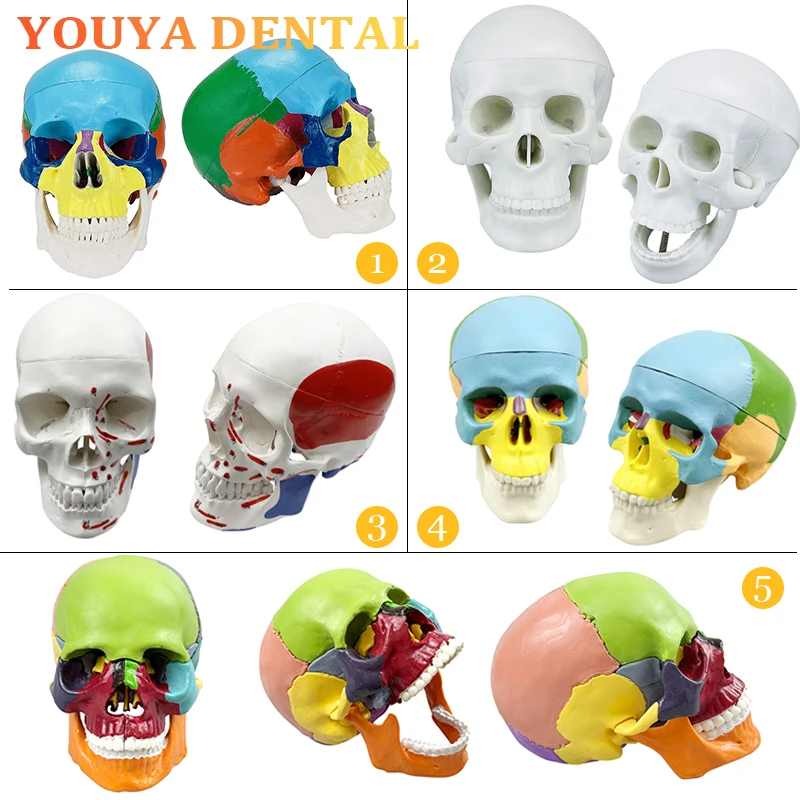 1pc Dental Removable Teaching Skull Anatomy Model Medical Simulation Tool Adult Anatomy Head Bone Model Dental Teaching Exercise
1pc Dental Removable Teaching Skull Anatomy Model Medical Simulation Tool Adult Anatomy Head Bone Model Dental Teaching Exercise