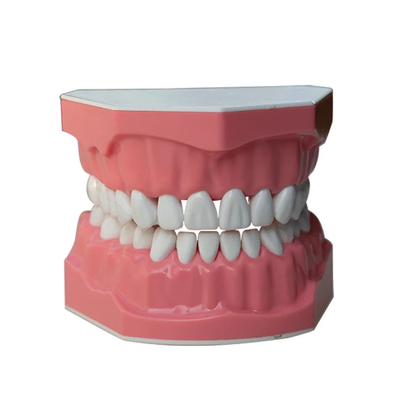 28 tooth gap models, dental teaching practice models, doctor-patient communication demonstration models, dental models
28 tooth gap models, dental teaching practice models, doctor-patient communication demonstration models, dental models