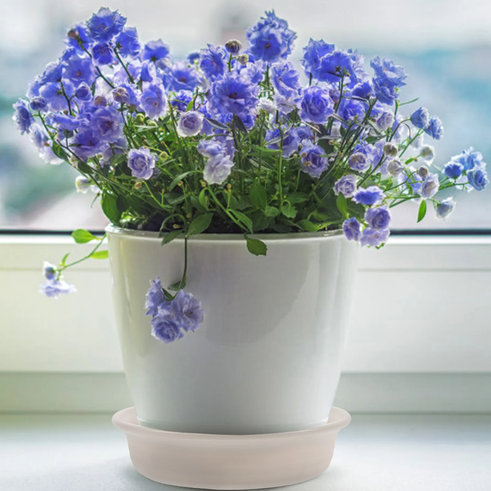 2Pcs Universal Resin Plant Saucer Non-Slip Drainage Tray for Flower Pots Indoor Outdoor Use Easy Clean Plant Water Collector
2Pcs Universal Resin Plant Saucer Non-Slip Drainage Tray for Flower Pots Indoor Outdoor Use Easy Clean Plant Water Collector