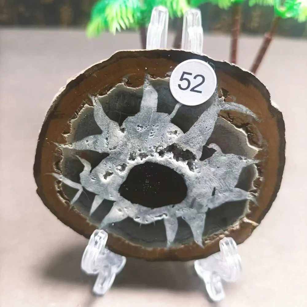A11 Natural Turtle Back Stone, Cracking Stone, Mineral Specimen, Energy Crystal Point, Healing Gem Collection
A11 Natural Turtle Back Stone, Cracking Stone, Mineral Specimen, Energy Crystal Point, Healing Gem Collection