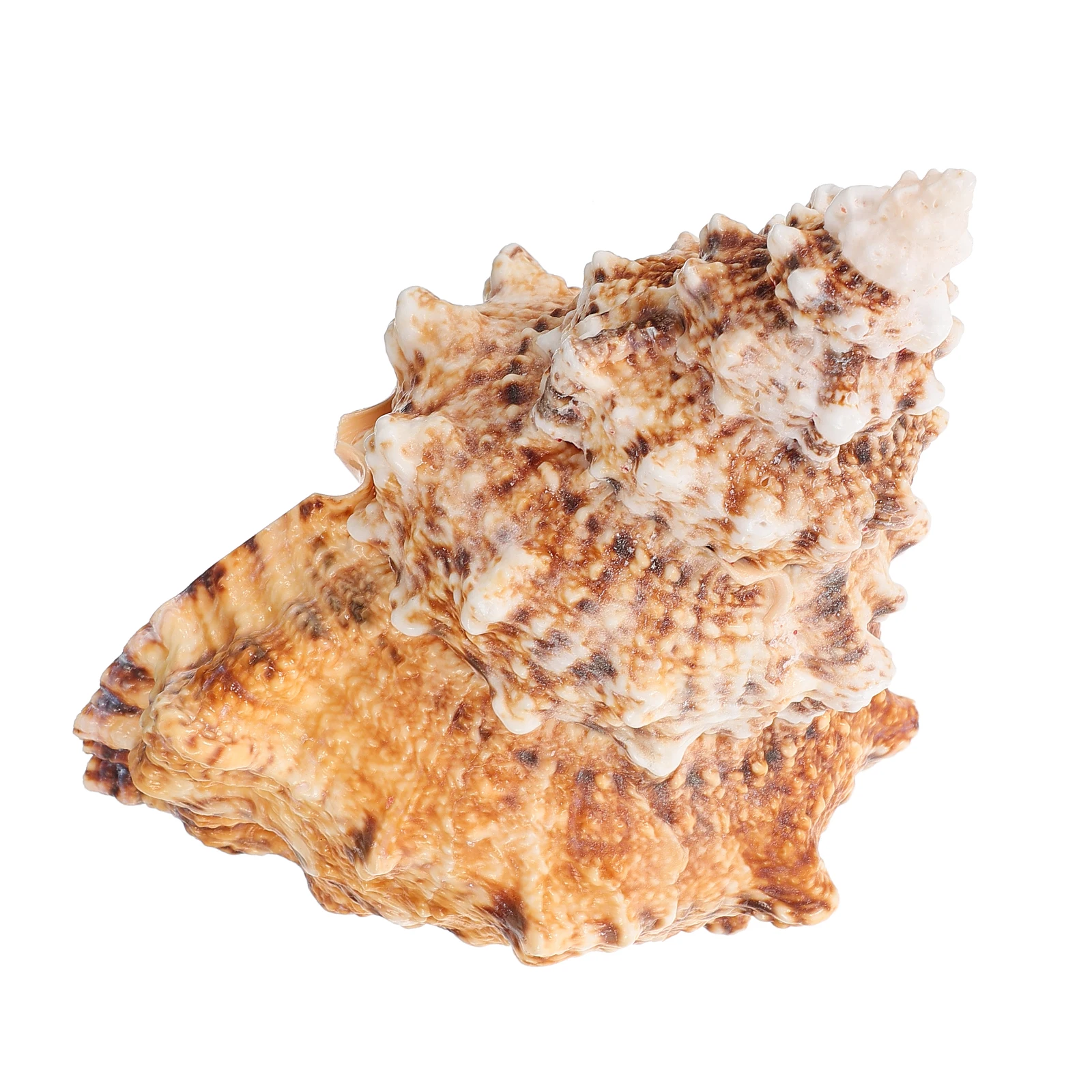 Conch Vase Floral Arrangement Natural Shell Decorative Craft Desktop Garden Planter Pot Fish Tank Aquarium Accessories Dried
Conch Vase Floral Arrangement Natural Shell Decorative Craft Desktop Garden Planter Pot Fish Tank Aquarium Accessories Dried