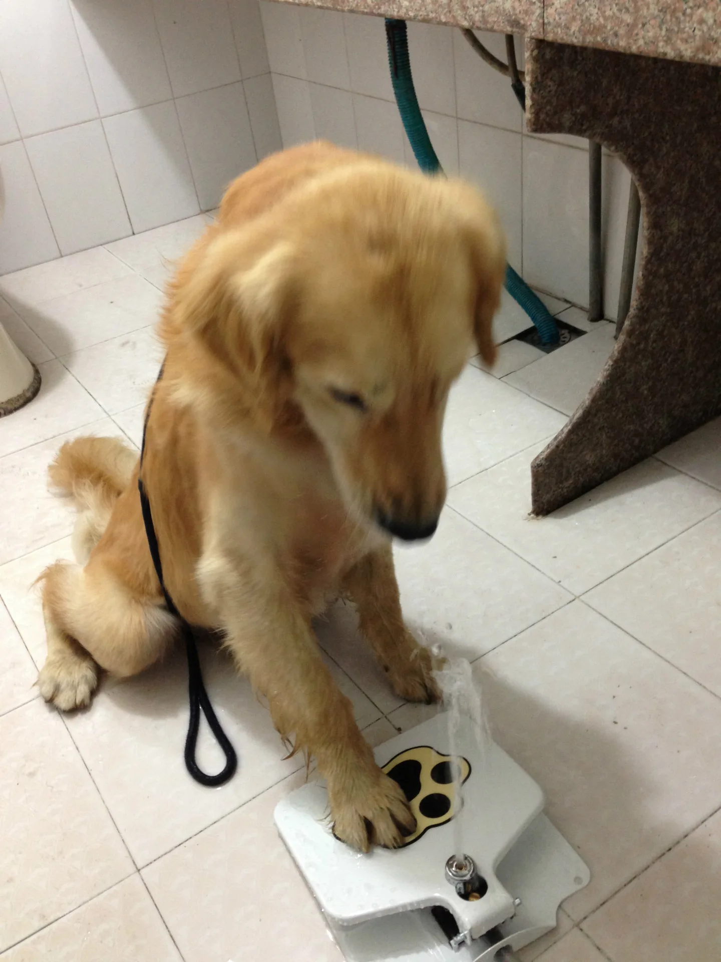 Pet foot automatic water dispenser Pet automatic water feeder Creative pet supplies
Pet foot automatic water dispenser Pet automatic water feeder Creative pet supplies