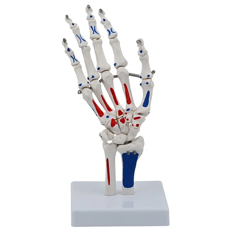 New 1:1 Hand Joint Model With Muscle Start and End Point Hospital School Teaching Model
New 1:1 Hand Joint Model With Muscle Start and End Point Hospital School Teaching Model