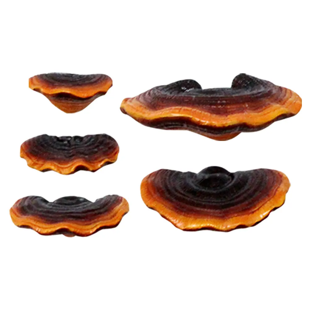 5pcs Resin Mushrooms Mini Mushroom Adornment Figurine Bonsai Garden Decor Micro L Statue Adornment
5pcs Resin Mushrooms Mini Mushroom Adornment Figurine Bonsai Garden Decor Micro L Statue Adornment
