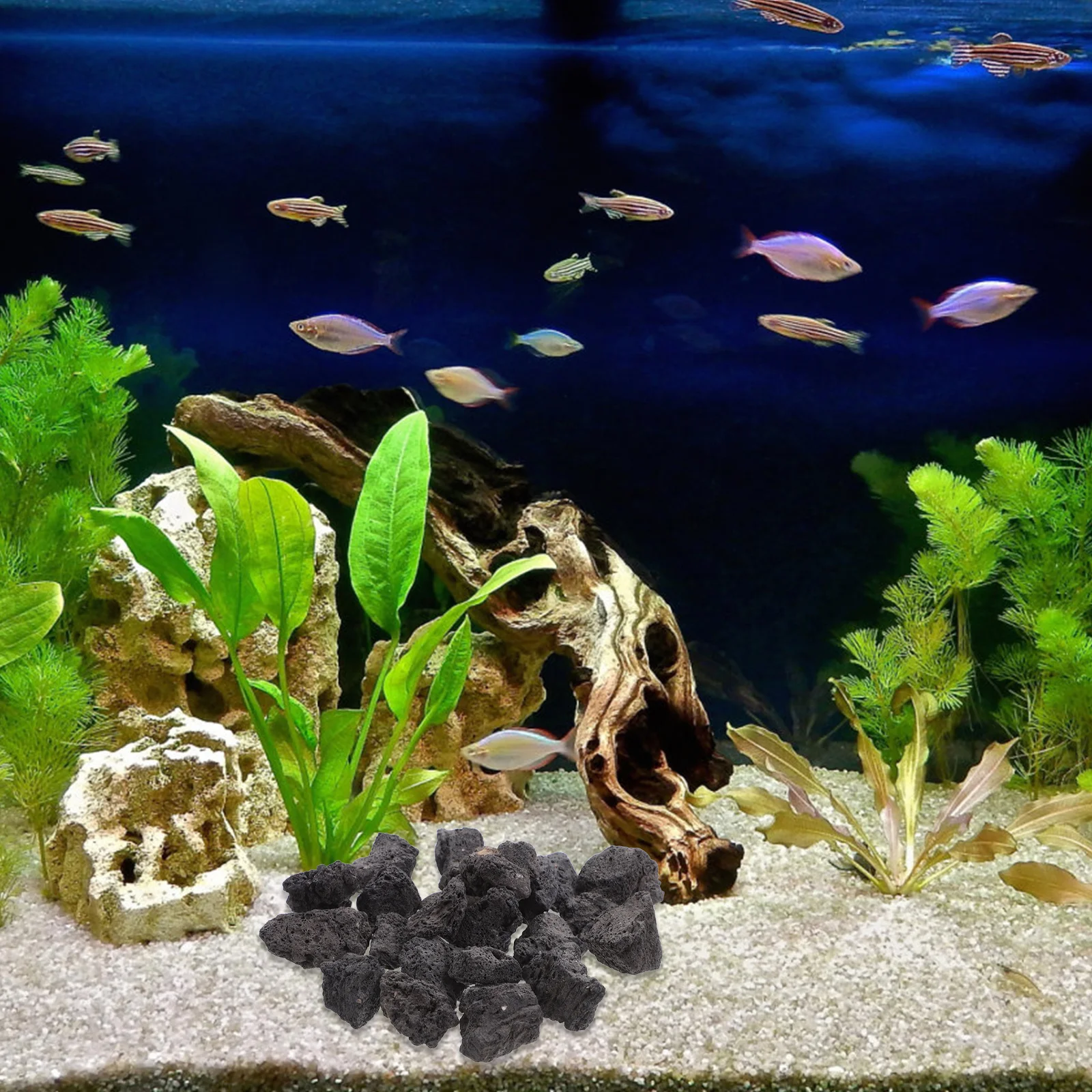 7pcs 7 Packs Aquarium Stone Rock Lava for Fish Bowl Decorative Rocks Tank Natural Small
7pcs 7 Packs Aquarium Stone Rock Lava for Fish Bowl Decorative Rocks Tank Natural Small