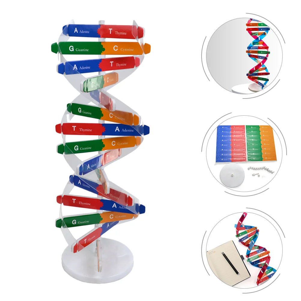 Dna Double Helix Kids Toys Self-Assembling Model Biology Teaching Aids Auxiliary Tool Science Kit Paper Assembly Build Child
Dna Double Helix Kids Toys Self-Assembling Model Biology Teaching Aids Auxiliary Tool Science Kit Paper Assembly Build Child