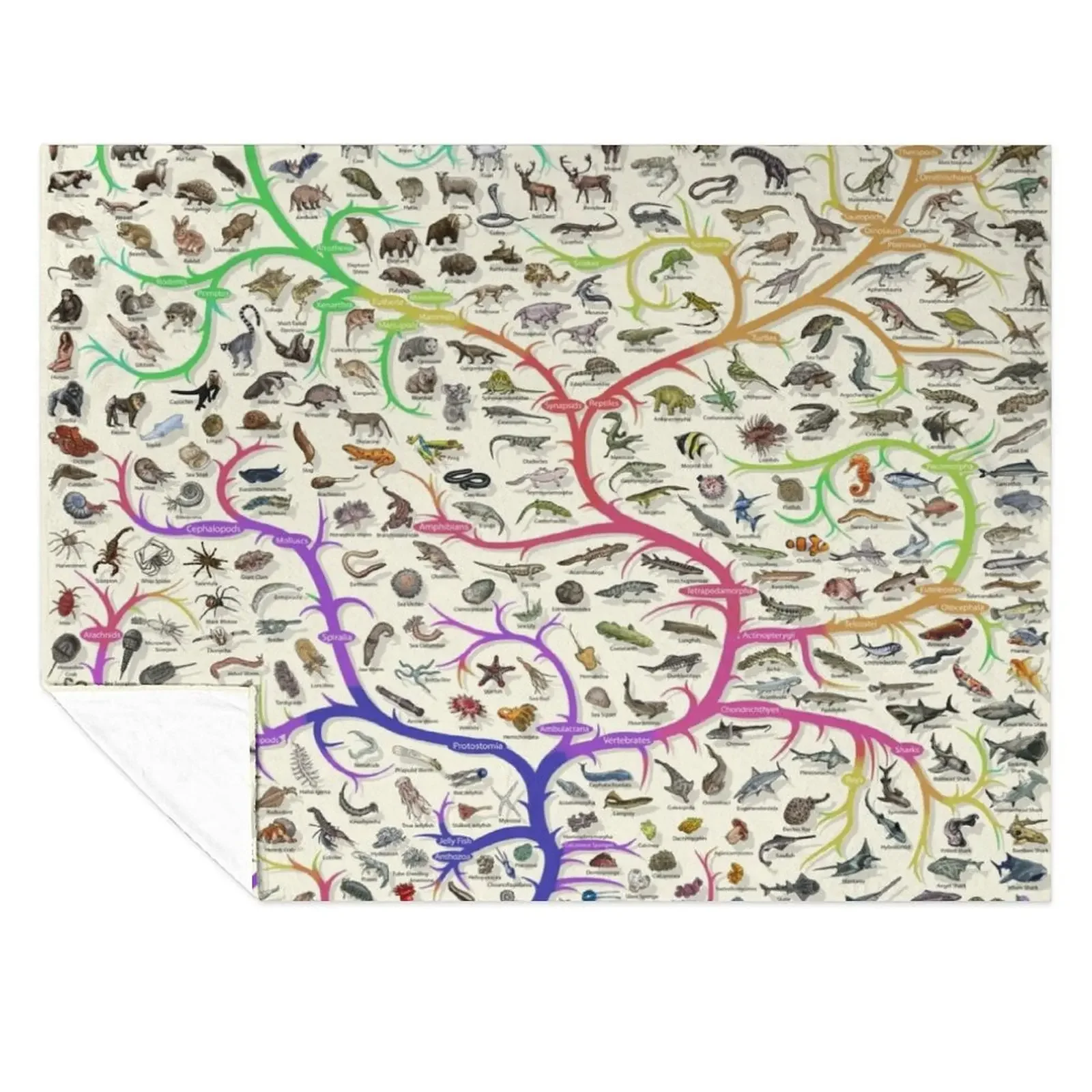 Animal Tree of Life Poster - Evolution - Colour (English Annotations) Throw Blanket Bed covers Nap Blankets
Animal Tree of Life Poster - Evolution - Colour (English Annotations) Throw Blanket Bed covers Nap Blankets