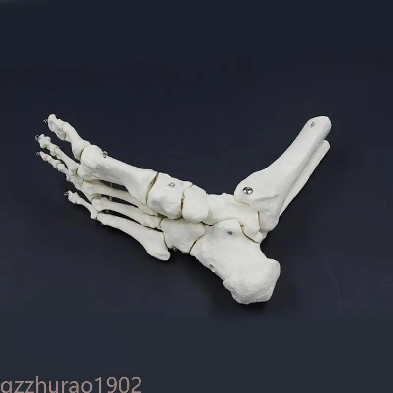 97QB Human Right Foot and Ankle Skeleton Model 9x7x3.5Inch Human Foot Joint Skeleton Model for Students and Educators
97QB Human Right Foot and Ankle Skeleton Model 9x7x3.5Inch Human Foot Joint Skeleton Model for Students and Educators