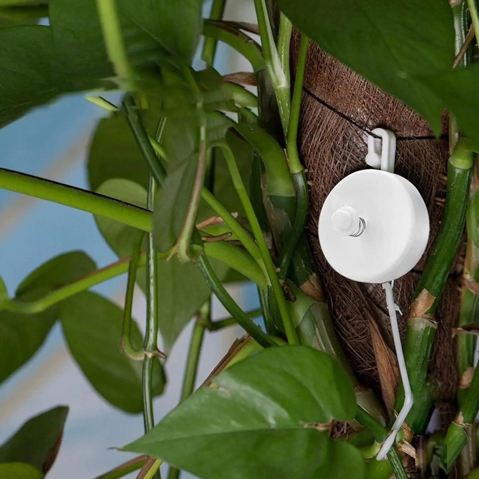 Plant Yoyo 10 Pieces Retractable Supporting Hanger Plant Branches Support For Hydroponic Home Outdoor Garden Balcony Backyard
Plant Yoyo 10 Pieces Retractable Supporting Hanger Plant Branches Support For Hydroponic Home Outdoor Garden Balcony Backyard