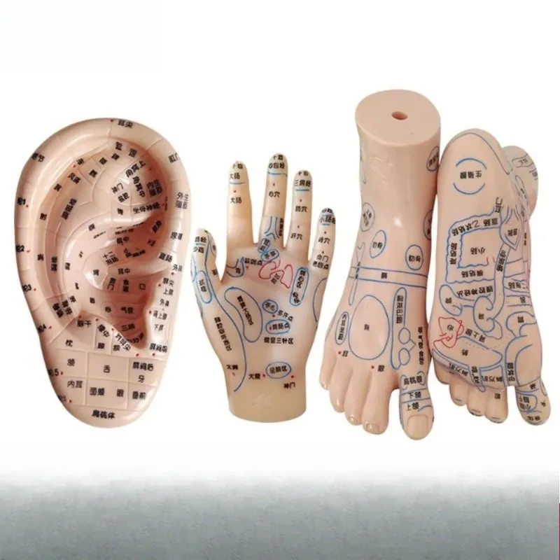 Foot and Ear Massage Model Foot Reflex Area Acupuncture Massage Moxibustion Acupoint Diagnosis Ear Personal Health Care Model
Foot and Ear Massage Model Foot Reflex Area Acupuncture Massage Moxibustion Acupoint Diagnosis Ear Personal Health Care Model
