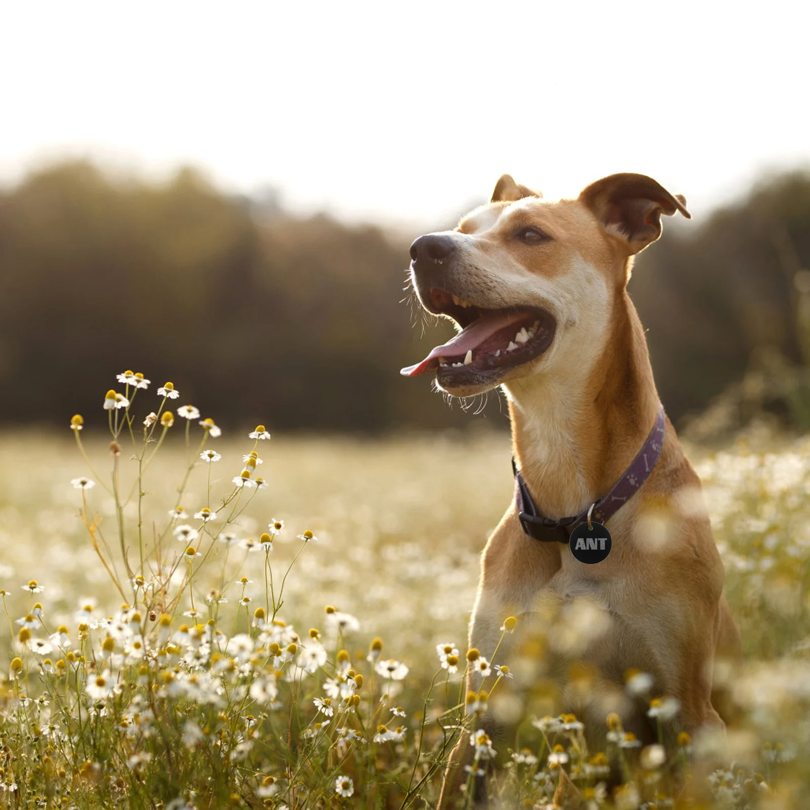 16pcs Blank Pet Id Tags Aluminum Alloy Round Light Weight Diy Carving Name Number Address Durable Dog Puppy Pendant
16pcs Blank Pet Id Tags Aluminum Alloy Round Light Weight Diy Carving Name Number Address Durable Dog Puppy Pendant