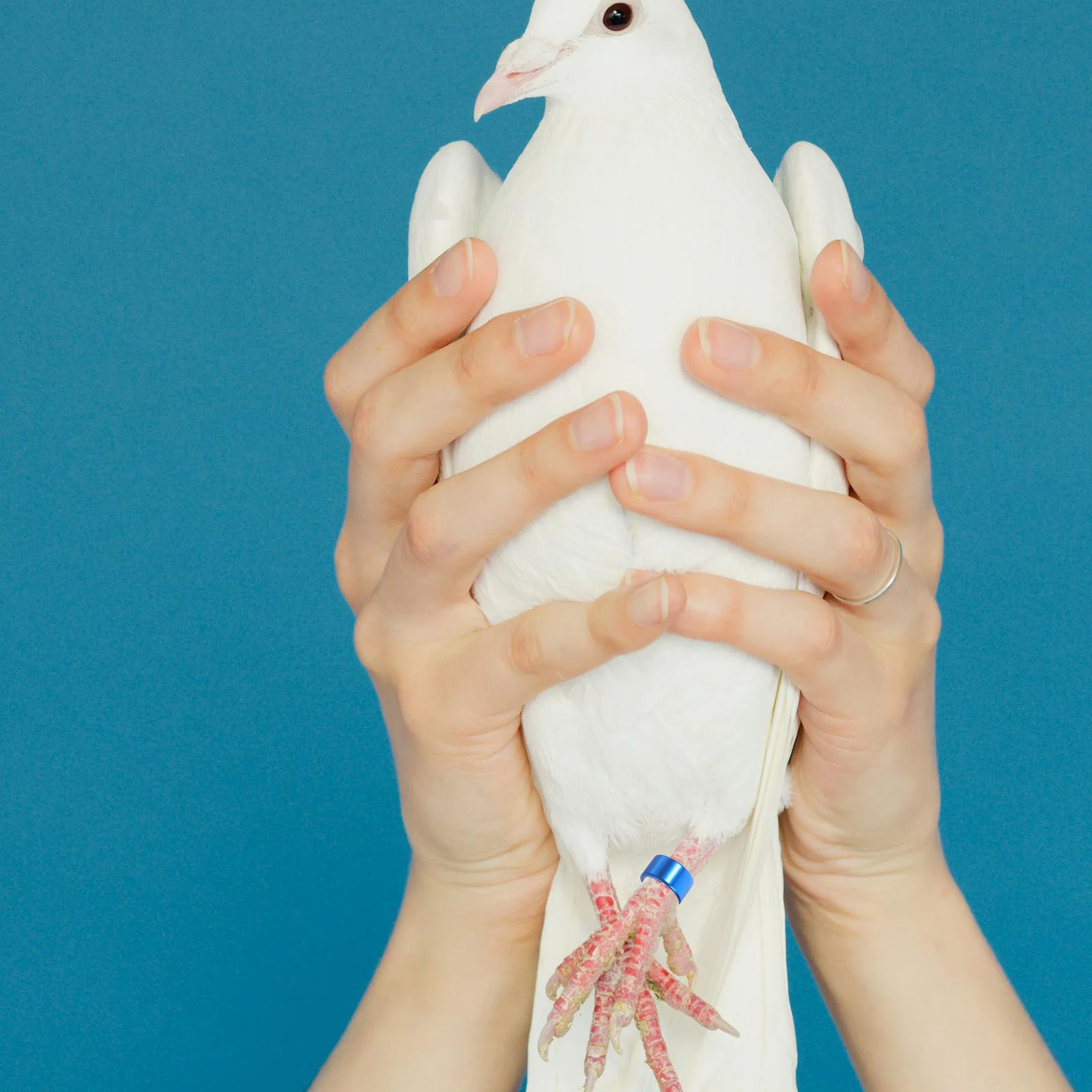 10Pcs Sturdy Aluminium Pigeon Foot Rings Bright Color Identification Versatile Use for Multiple Breeds
10Pcs Sturdy Aluminium Pigeon Foot Rings Bright Color Identification Versatile Use for Multiple Breeds