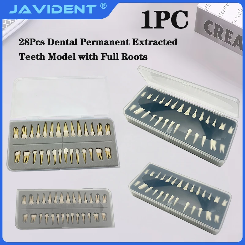 1Box Dental Permanent Tooth Model: Full-Mouth Dental Anatomy with Realistic Roots—A Reference for Sculpting Practice
1Box Dental Permanent Tooth Model: Full-Mouth Dental Anatomy with Realistic Roots—A Reference for Sculpting Practice
