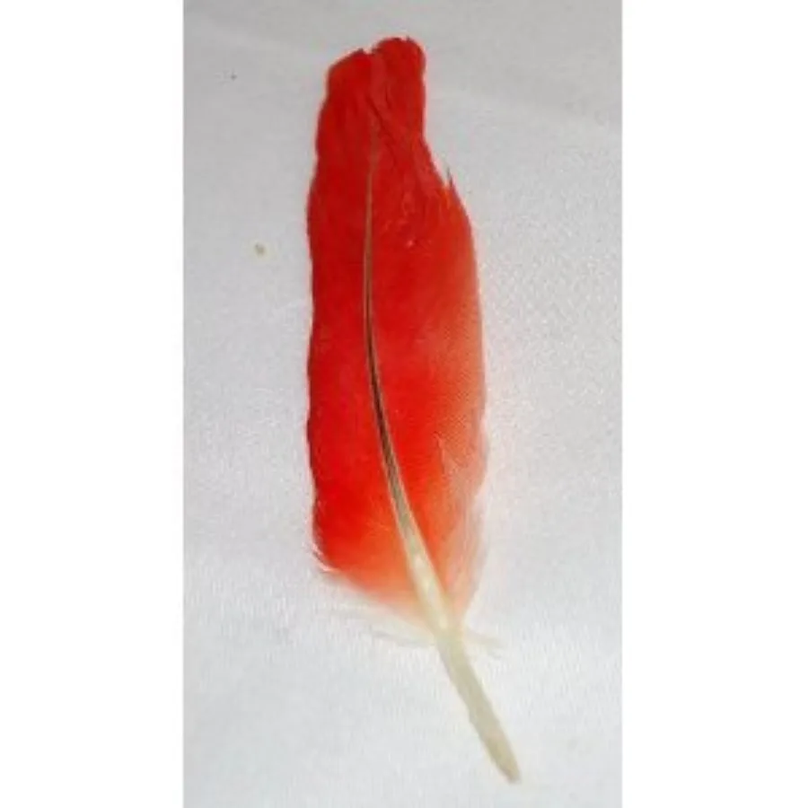 African Grey Feather Blessed/pluma de loro
African Grey Feather Blessed/pluma de loro