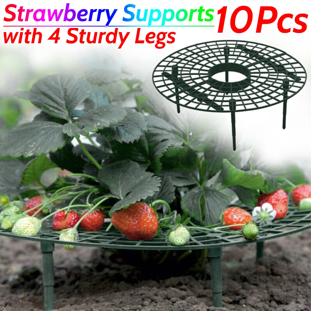 Strawberry Supports with 4 Sturdy Legs Keeping Plant Fruit Stand Keep Berries Clean Fruit Support for Protecting Strawberries
Strawberry Supports with 4 Sturdy Legs Keeping Plant Fruit Stand Keep Berries Clean Fruit Support for Protecting Strawberries