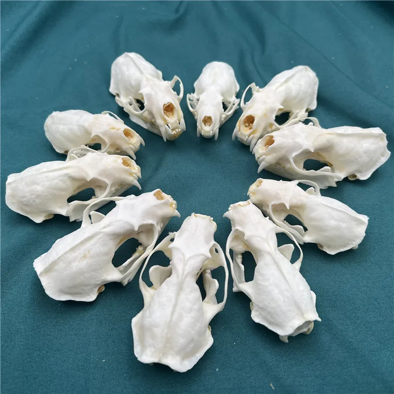 1/2/3/5/10 pcs Real mink skulls, fine animal specimens, skull gifts size 7CM
1/2/3/5/10 pcs Real mink skulls, fine animal specimens, skull gifts size 7CM