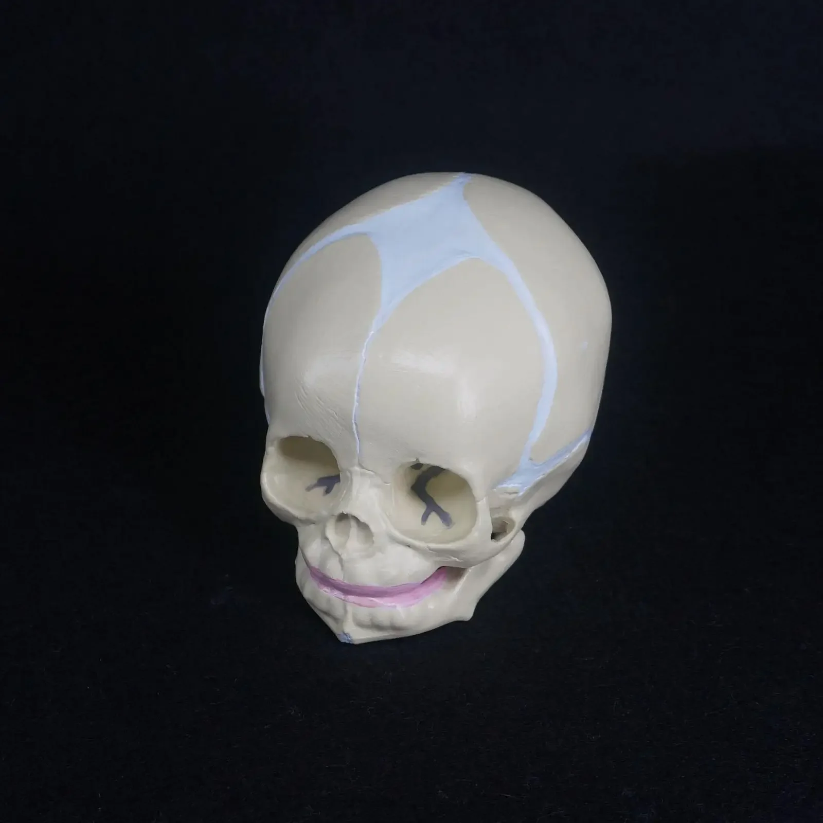PVC Human Fetal Baby Infant Medical Anatomical Skull Model For Art Sketch High Simulation
PVC Human Fetal Baby Infant Medical Anatomical Skull Model For Art Sketch High Simulation