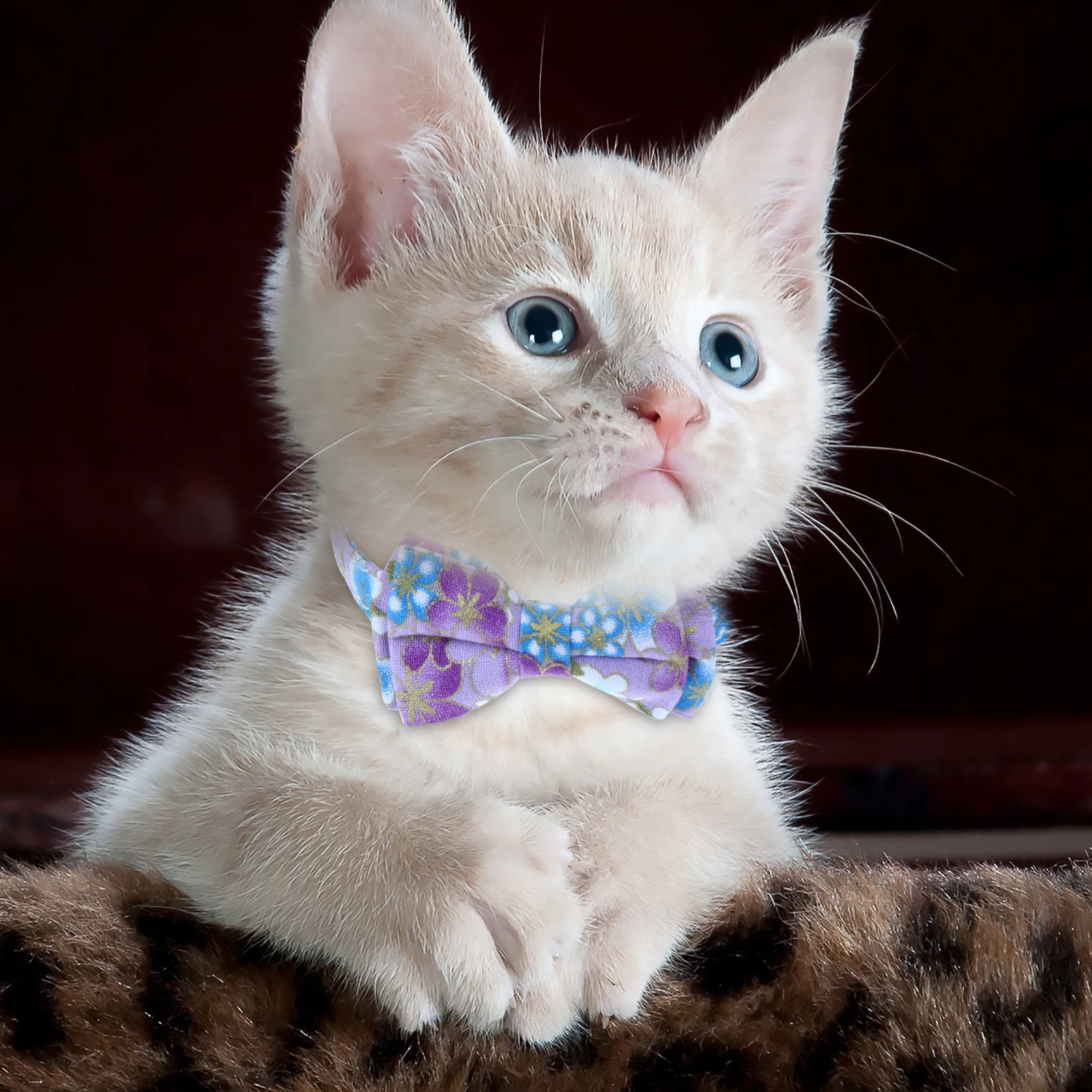 3pcs Cat Bow Collar Adjustable Flower Pattern Bell Pet Necklace Comfortable Chic Design for Wedding Party Christmas Daily Wear
3pcs Cat Bow Collar Adjustable Flower Pattern Bell Pet Necklace Comfortable Chic Design for Wedding Party Christmas Daily Wear