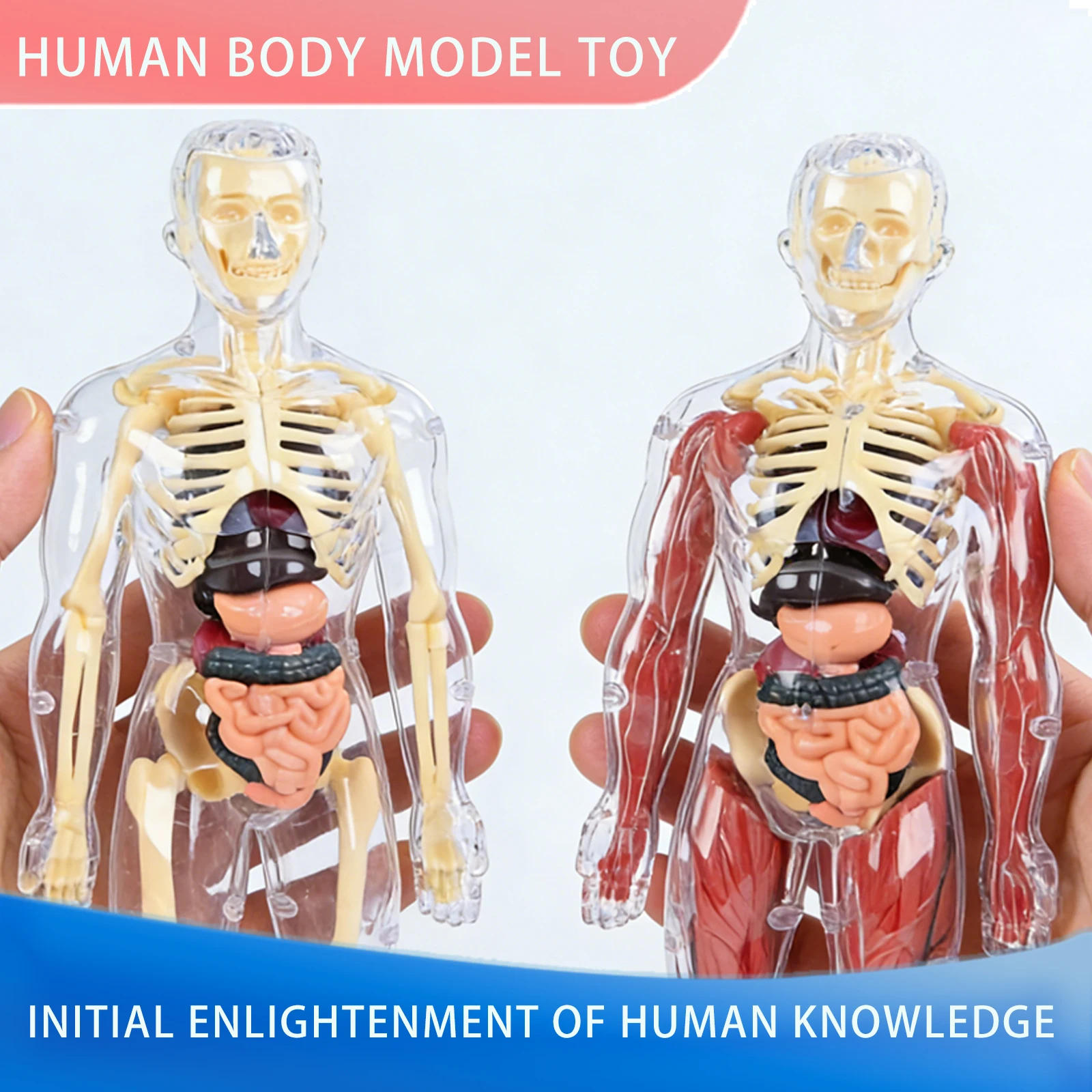 Children'S Detachable Assembly Of Human Body Structure Models, Organ Bones, Middle School Biomedical 3D Body Visceral Toys
Children'S Detachable Assembly Of Human Body Structure Models, Organ Bones, Middle School Biomedical 3D Body Visceral Toys