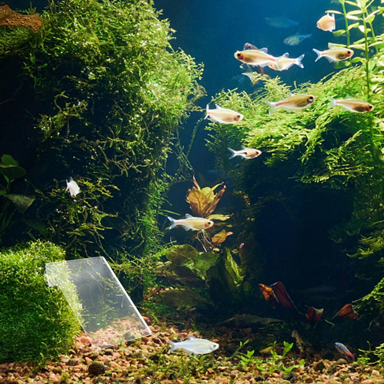 Lightweight Detachable Fish Breeding Angelfish Discus Practical Suction Cup Design Increase Reproduction Rate
Lightweight Detachable Fish Breeding Angelfish Discus Practical Suction Cup Design Increase Reproduction Rate