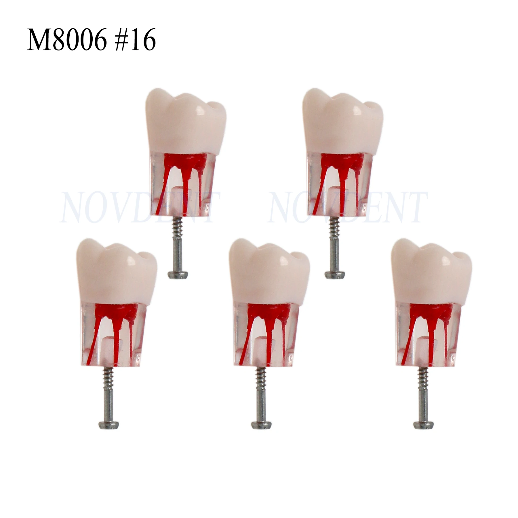 5Pcs Dental Model Endo Roots Canal Teeth Model Study Practice M8006 #16 RCT Typodont
5Pcs Dental Model Endo Roots Canal Teeth Model Study Practice M8006 #16 RCT Typodont