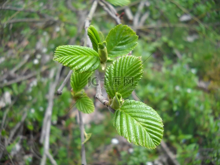 4 шт. пластиковый Beadlock 1.9 ступица колеса обод колеса для 1/10 RC гусеничного автомобиля осевой SCX10 Wraith RR10 Capra RBX10 TRX4 
4 шт. пластиковый Beadlock 1.9 ступица колеса обод колеса для 1/10 RC гусеничного автомобиля осевой SCX10 Wraith RR10 Capra RBX10 TRX4