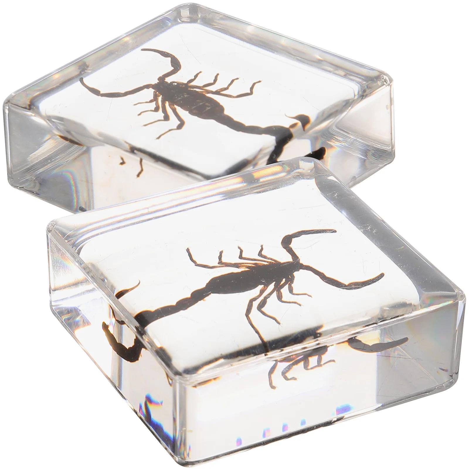 2Pcs Insect Resin Specimen Paperweight Unique Desktop Ornament Multi-Functional Decoration Insect in Resin Plant Accessories 
2Pcs Insect Resin Specimen Paperweight Unique Desktop Ornament Multi-Functional Decoration Insect in Resin Plant Accessories