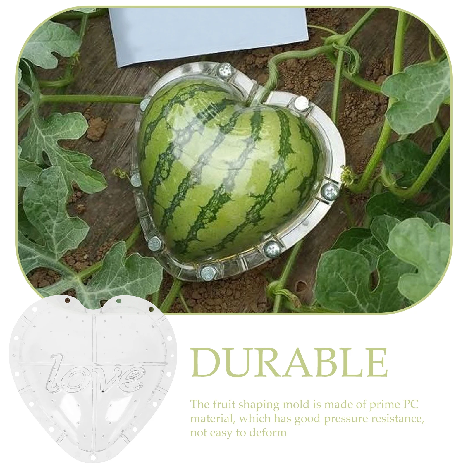 Heart Shaped Watermelon Molding PC Growing Molds Fruit Forming Yard Vegetable Growth Mold Melon Shaping Tool Square 520 Love
Heart Shaped Watermelon Molding PC Growing Molds Fruit Forming Yard Vegetable Growth Mold Melon Shaping Tool Square 520 Love