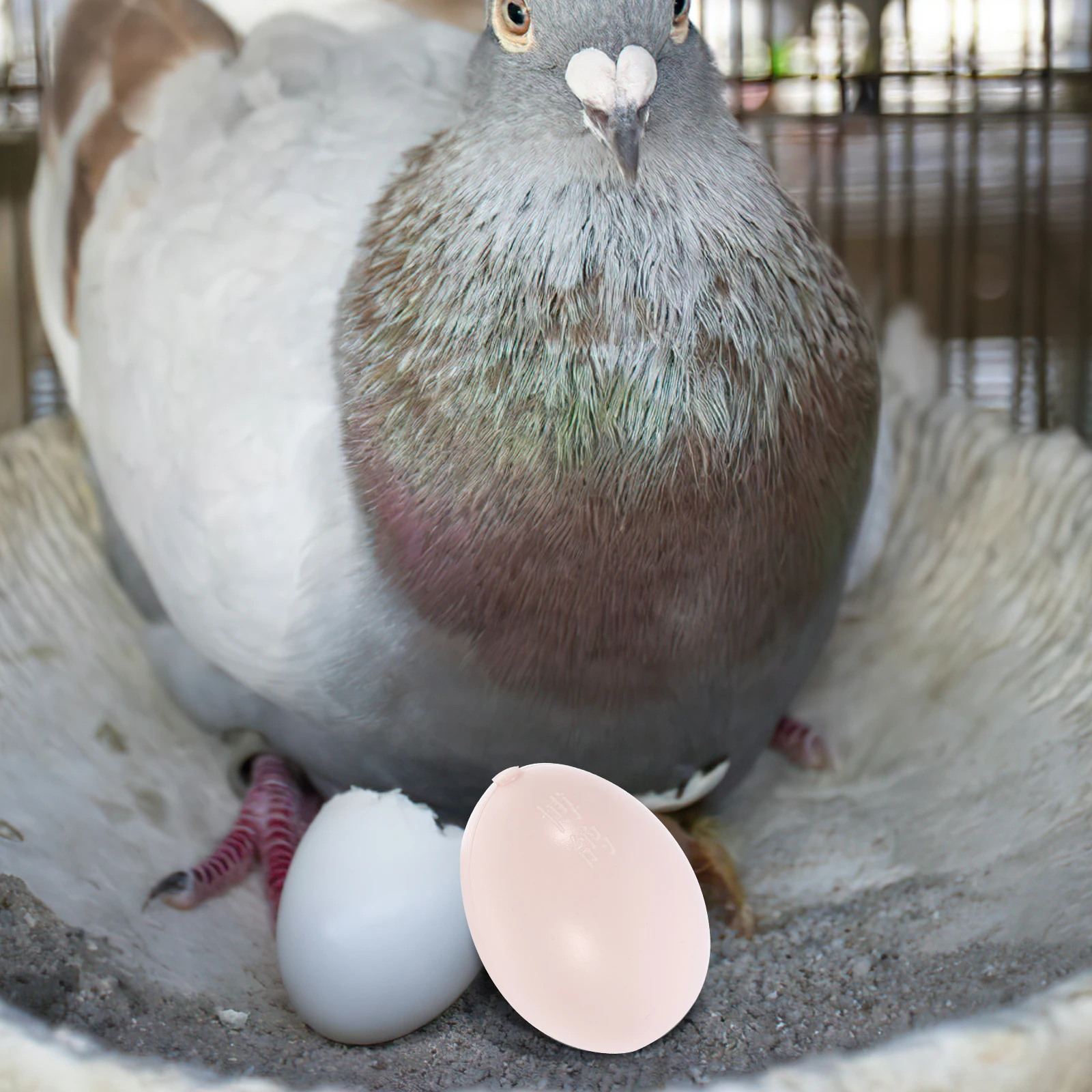 10pcs Fake Egg Carrier Pigeon Smooth Surface Home Store Decor Creative Funny Decorative Fake Eggs Montessori Educational
10pcs Fake Egg Carrier Pigeon Smooth Surface Home Store Decor Creative Funny Decorative Fake Eggs Montessori Educational