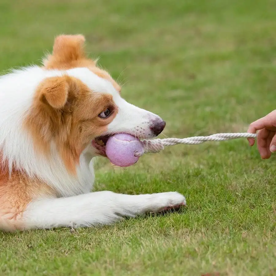 Pet Dog Tennis Ball Chew Toy With Rope Tug Of War Interactive Toy
Pet Dog Tennis Ball Chew Toy With Rope Tug Of War Interactive Toy